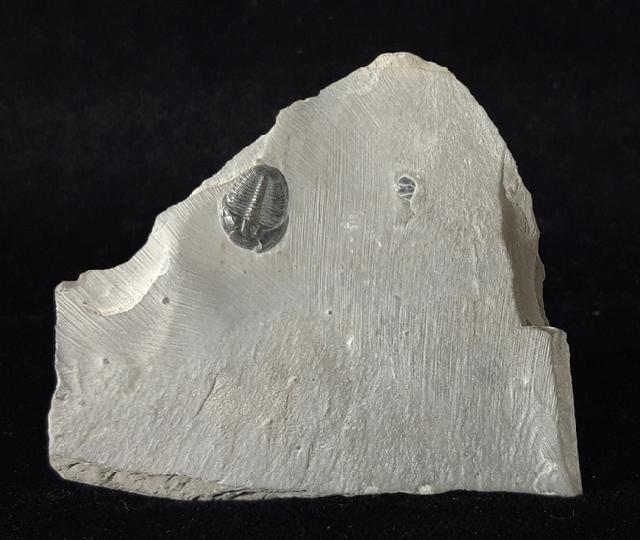 Elrathia kingii (MEEK 1870) - Bild © FossNet FossilienStore